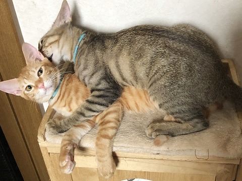 木の葉、葉平
