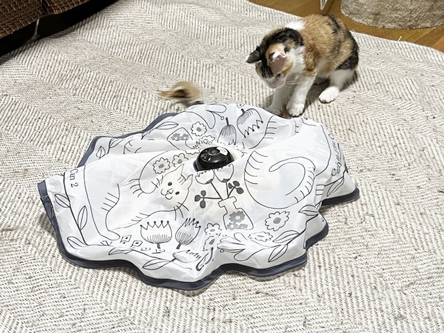 キャッチミー
