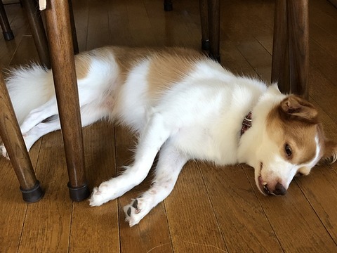 クゥ