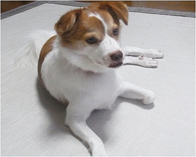 pageクゥ