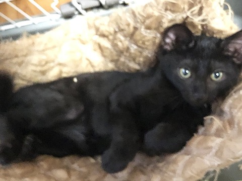 ミミ