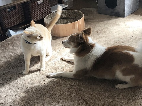 ロアとクゥ