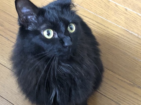 ミクちゃん
