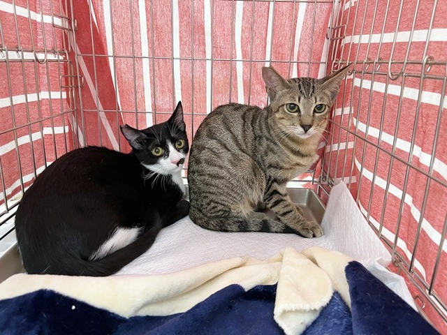 ショート、カツキ