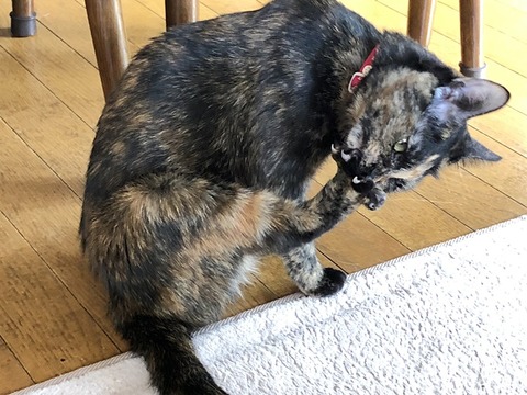 マロン