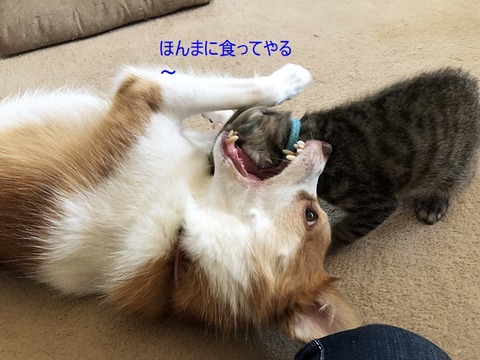 茶々2