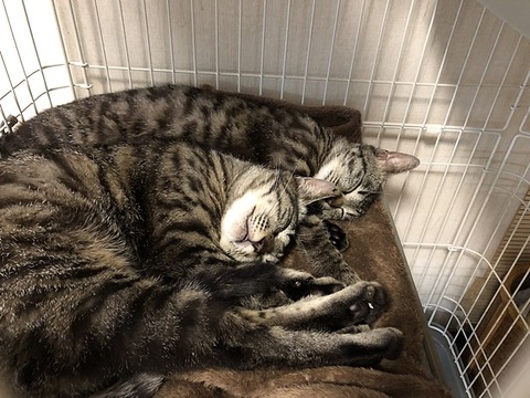 霞ちゃんと風君。