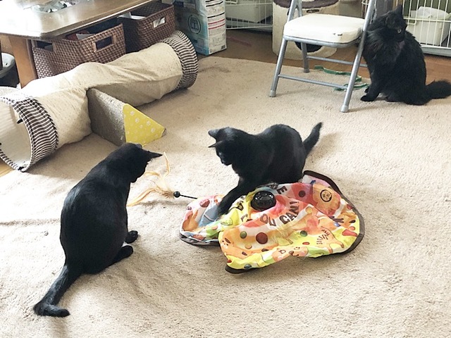 黒黒」