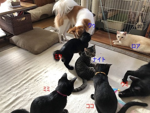 子猫達