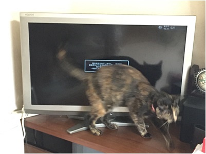 pageテレビ