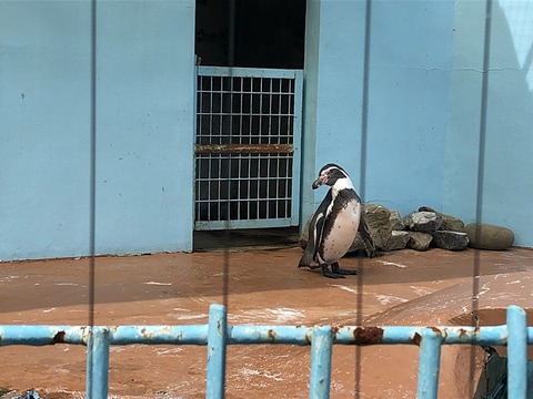 ペンギン