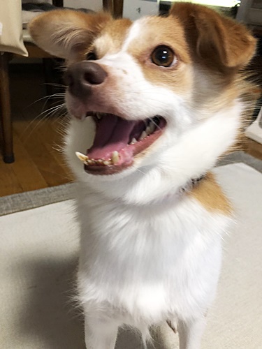クゥ