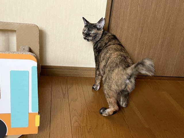 サビィ