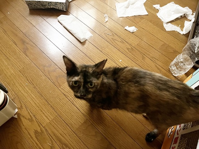 サビィ