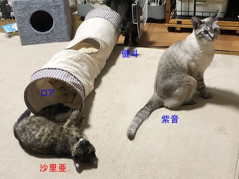 リビングで