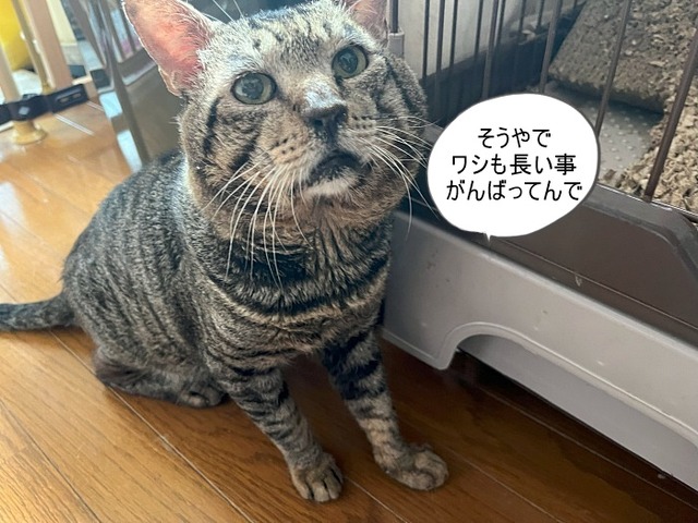 ショボボ