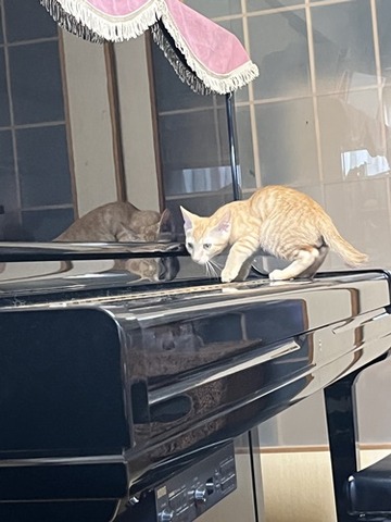 ゼウス