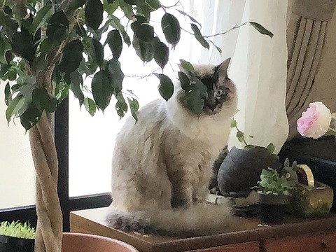 美音