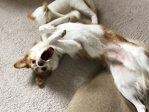 父子