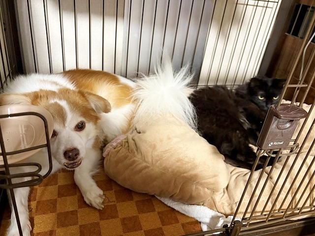 ミク