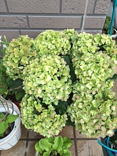 IMG_1068.jpg