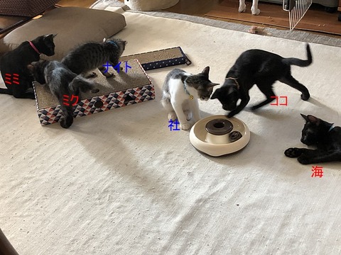 子猫達