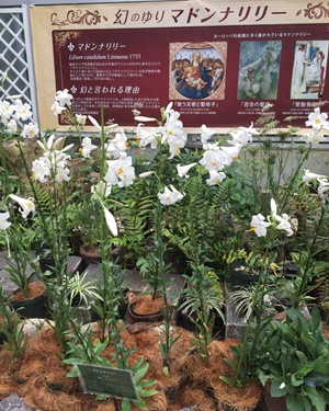 pageマドンナリリー