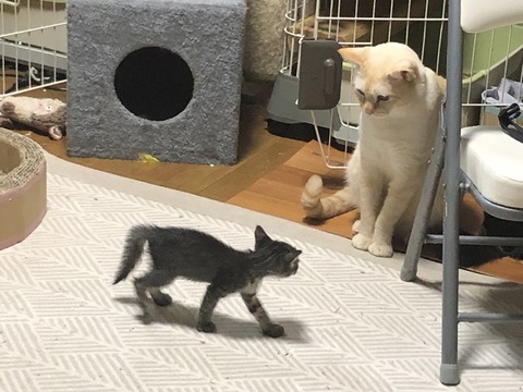 ルルとロア