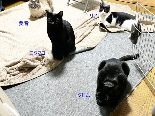 男子
