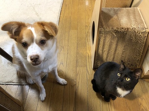 クゥとクララ
