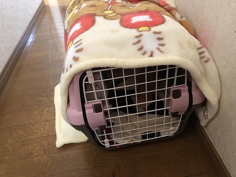 クッキーマカロン