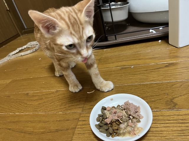 ミライ