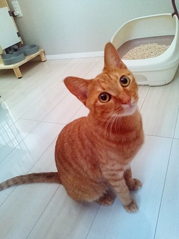 IMG_5883虎にゃん