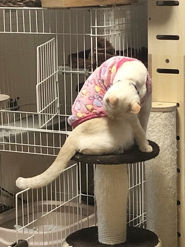 ろあ1