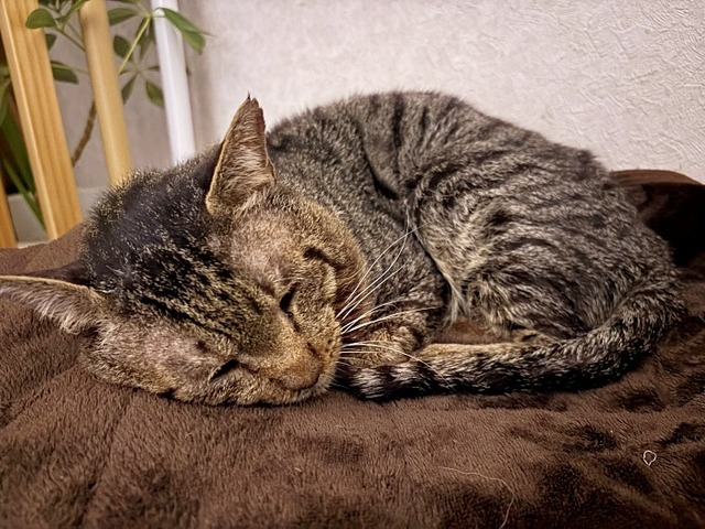 ショボボ