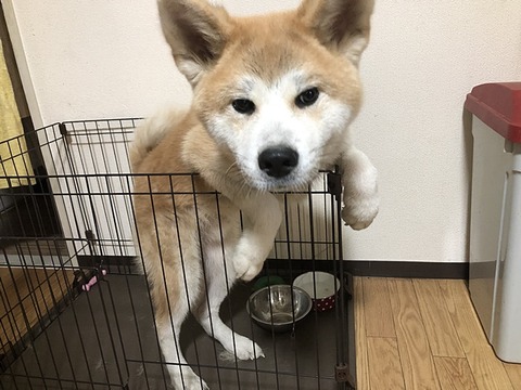 秋田犬