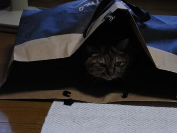 精神年齢 おかんの毎日と食事と猫 Powered By ライブドアブログ