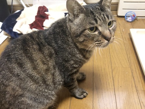 ナルト