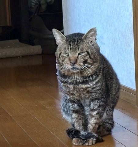 ショボ