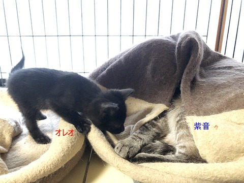 オレオ