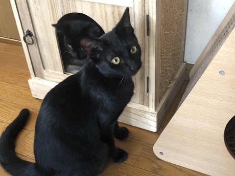 ミミちゃん
