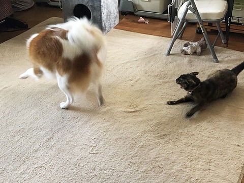 クゥと沙里亜