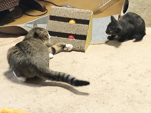 百合とユマ