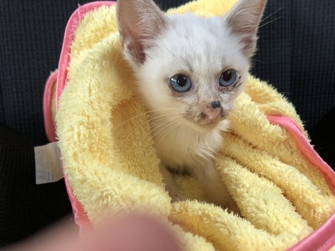 仔猫