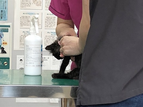 ミク