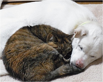 page犬猫団子