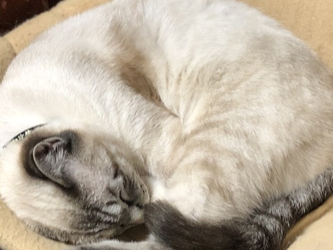 紫音