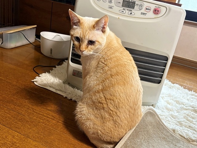 ロア