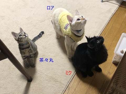 3人さん、
