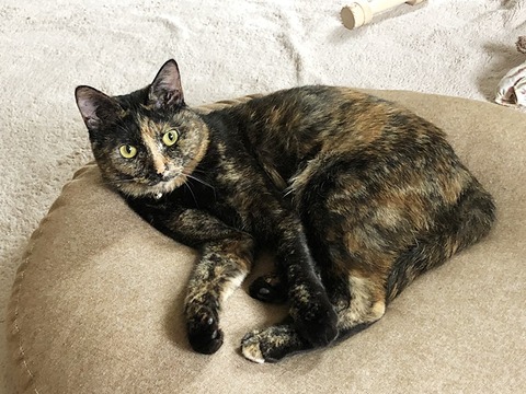 マロン